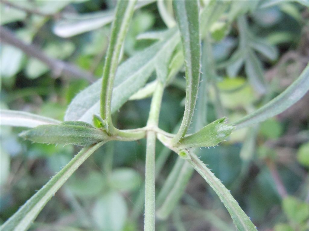 Sixalix atropurpurea